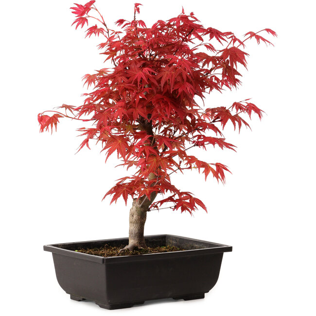 Acer palmatum deshojo, 40 cm, ± 10 Jahre alt, mit einem Wurzelhals von 4 cm