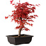 Acer palmatum deshojo, 40 cm, ± 10 Jahre alt, mit einem Wurzelhals von 4 cm