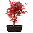 Acer palmatum deshojo, 40 cm, ± 10 years old, with a nebari of 4 cm