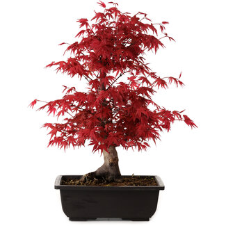 Acer palmatum deshojo, 40 cm, ± 10 anni