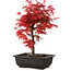 Acer palmatum deshojo, 40 cm, ± 10 jaar oud, met een nebari van 4 cm