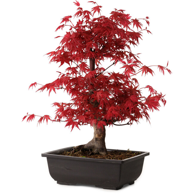 Acer palmatum deshojo, 40 cm, ± 10 años de edad, con un nebari de 4 cm