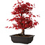 Acer palmatum deshojo, 40 cm, ± 10 años de edad, con un nebari de 4 cm