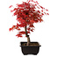 Acer palmatum deshojo, 40 cm, ± 10 years old, with a nebari of 4 cm