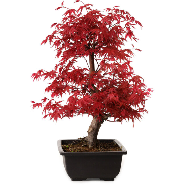Acer palmatum deshojo, 40 cm, ± 10 Jahre alt, mit einem Wurzelhals von 4 cm