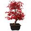 Acer palmatum deshojo, 40 cm, ± 10 anni, con nebari di 4 cm