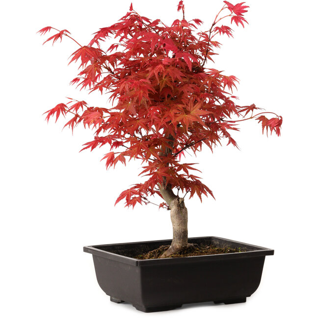 Acer palmatum deshojo, 40 cm, ± 10 anni, con nebari di 4 cm
