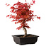 Acer palmatum deshojo, 40 cm, ± 10 Jahre alt, mit einem Wurzelhals von 4 cm