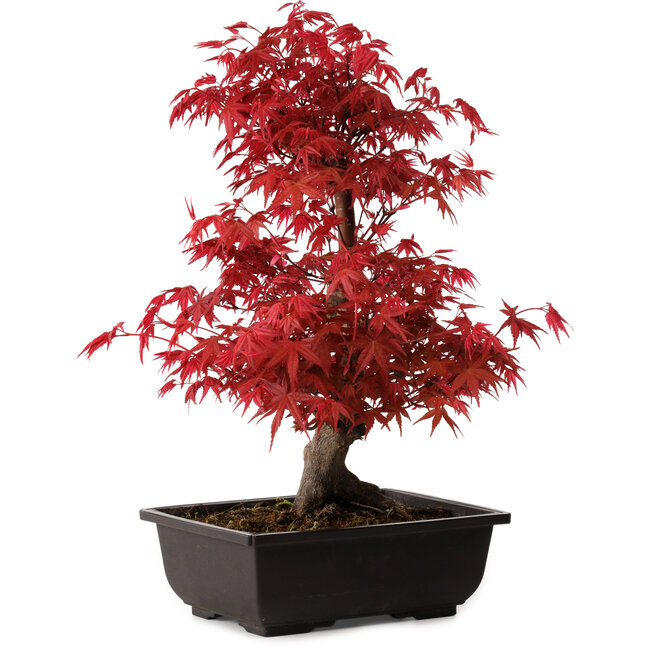 Acer palmatum deshojo, 40 cm, ± 10 años de edad, con un nebari de 4 cm