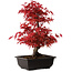 Acer palmatum deshojo, 40 cm, ± 10 Jahre alt, mit einem Wurzelhals von 4 cm