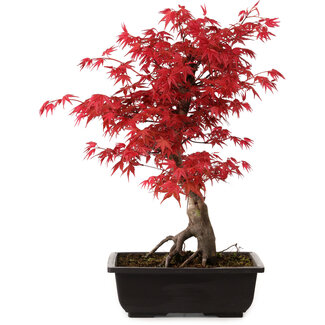 Acer palmatum deshojo, 40 cm, ± 10 anni