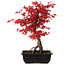 Acer palmatum deshojo, 40 cm, ± 10 jaar oud, met een nebari van 4 cm