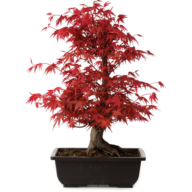 Acer palmatum deshojo, 40 cm, ± 10 anni, con nebari di 4 cm