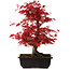Acer palmatum deshojo, 40 cm, ± 10 years old, with a nebari of 4 cm