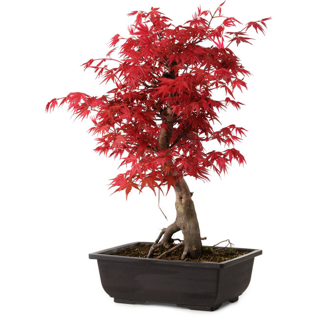 Acer palmatum deshojo, 40 cm, ± 10 años de edad, con un nebari de 4 cm