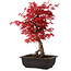 Acer palmatum deshojo, 40 cm, ± 10 anni, con nebari di 4 cm