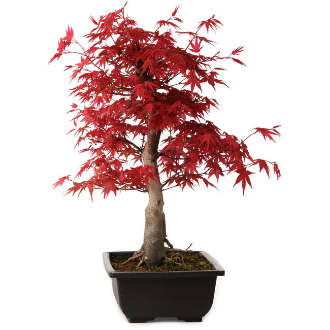 Acer palmatum deshojo, 40 cm, ± 10 anni, con nebari di 4 cm