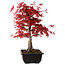 Acer palmatum deshojo, 40 cm, ± 10 Jahre alt, mit einem Wurzelhals von 4 cm