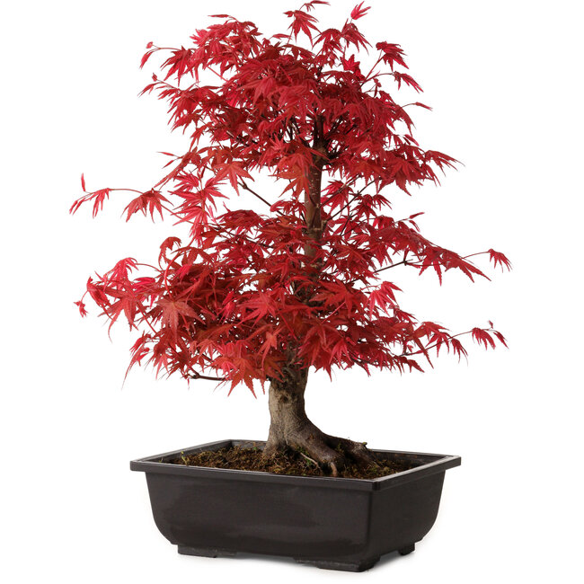 Acer palmatum deshojo, 40 cm, ± 10 years old, with a nebari of 4 cm