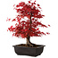 Acer palmatum deshojo, 40 cm, ± 10 years old, with a nebari of 4 cm