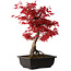 Acer palmatum deshojo, 40 cm, ± 10 Jahre alt, mit einem Wurzelhals von 4 cm