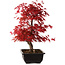 Acer palmatum deshojo, 40 cm, ± 10 Jahre alt, mit einem Wurzelhals von 4 cm