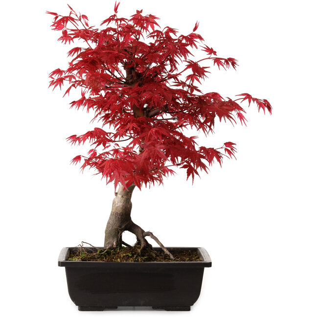 Acer palmatum deshojo, 40 cm, ± 10 Jahre alt, mit einem Wurzelhals von 4 cm