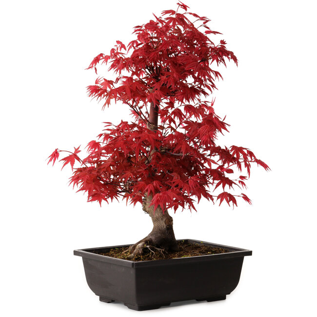 Acer palmatum deshojo, 40 cm, ± 10 años de edad, con un nebari de 4 cm