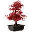 Acer palmatum deshojo, 40 cm, ± 10 Jahre alt, mit einem Wurzelhals von 4 cm