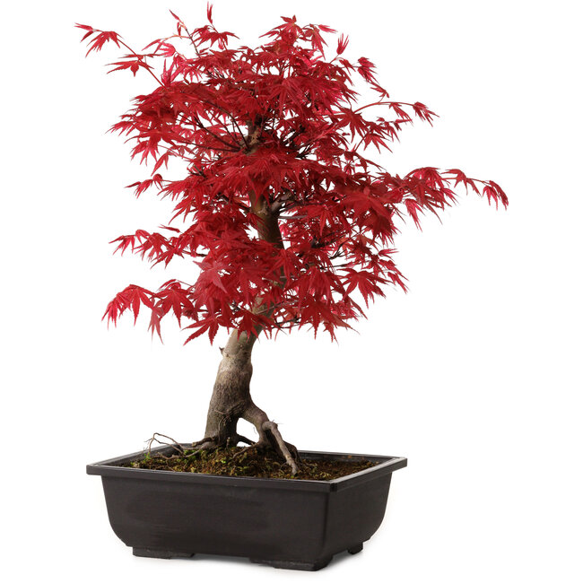 Acer palmatum deshojo, 40 cm, ± 10 anni, con nebari di 4 cm