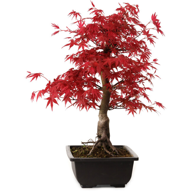 Acer palmatum deshojo, 40 cm, ± 10 anni, con nebari di 4 cm