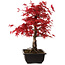 Acer palmatum deshojo, 40 cm, ± 10 años de edad, con un nebari de 4 cm