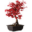 Acer palmatum deshojo, 40 cm, ± 10 anni, con nebari di 4 cm