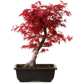 Acer palmatum deshojo, 40 cm, ± 10 anni