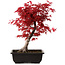 Acer palmatum deshojo, 40 cm, ± 10 anni, con nebari di 4 cm