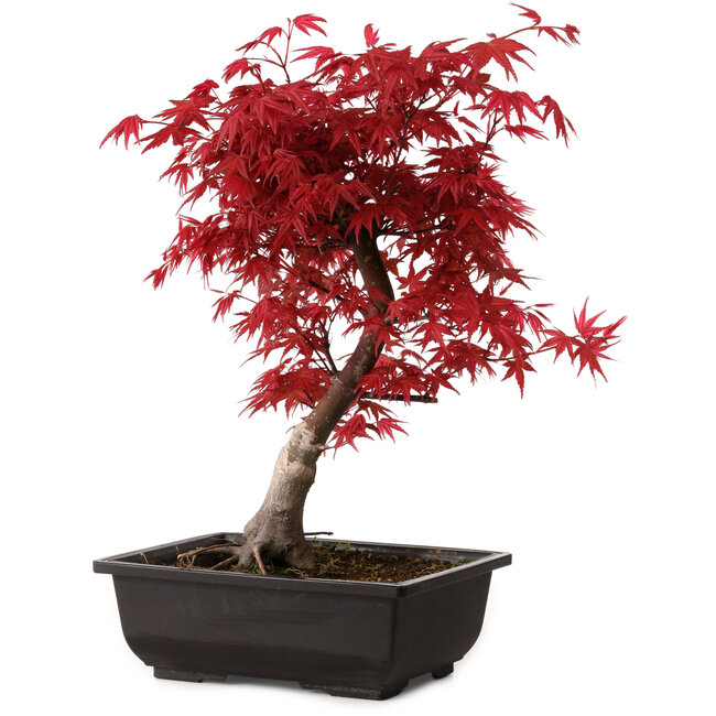 Acer palmatum deshojo, 40 cm, ± 10 Jahre alt, mit einem Wurzelhals von 4 cm