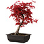 Acer palmatum deshojo, 40 cm, ± 10 years old, with a nebari of 4 cm
