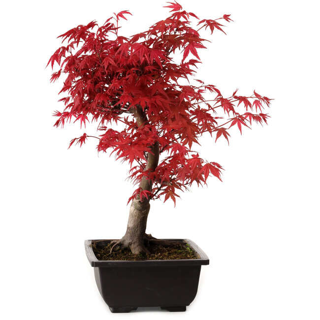 Acer palmatum deshojo, 40 cm, ± 10 years old, with a nebari of 4 cm