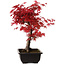 Acer palmatum deshojo, 40 cm, ± 10 jaar oud, met een nebari van 4 cm