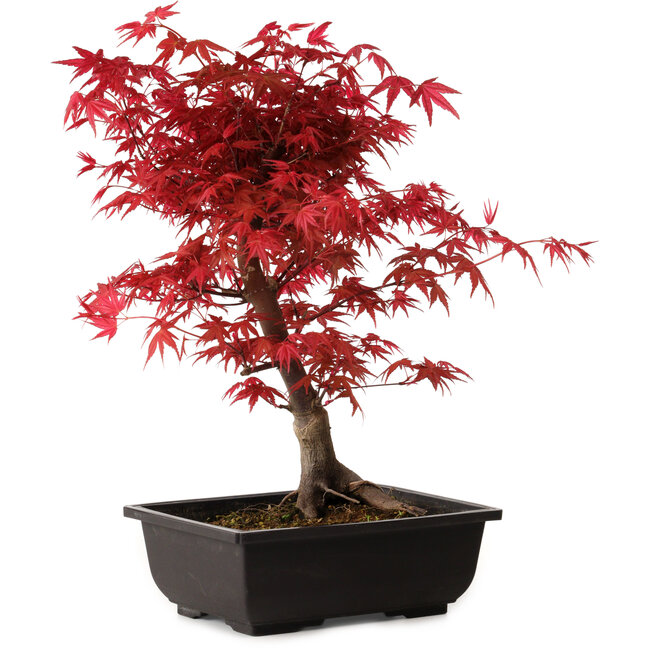 Acer palmatum deshojo, 40 cm, ± 10 jaar oud, met een nebari van 4 cm