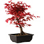 Acer palmatum deshojo, 40 cm, ± 10 anni, con nebari di 4 cm