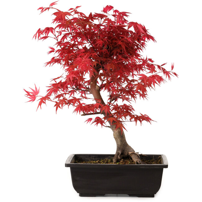 Acer palmatum deshojo, 40 cm, ± 10 jaar oud, met een nebari van 4 cm