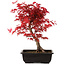 Acer palmatum deshojo, 40 cm, ± 10 años de edad, con un nebari de 4 cm