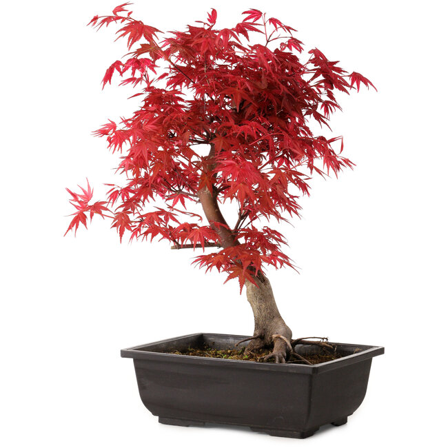 Acer palmatum deshojo, 40 cm, ± 10 jaar oud, met een nebari van 4 cm