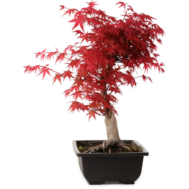 Acer palmatum deshojo, 40 cm, ± 10 años de edad, con un nebari de 4 cm
