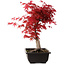 Acer palmatum deshojo, 40 cm, ± 10 años de edad, con un nebari de 4 cm