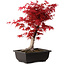 Acer palmatum deshojo, 40 cm, ± 10 anni, con nebari di 4 cm