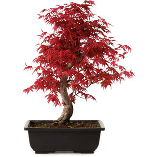Acer palmatum deshojo, 40 cm, ± 10 años de edad