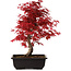 Acer palmatum deshojo, 40 cm, ± 10 años de edad, con un nebari de 4 cm