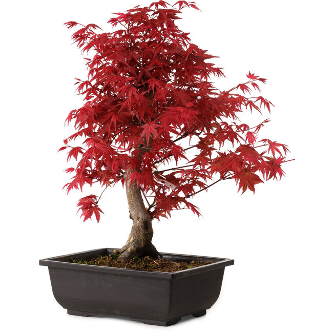 Acer palmatum deshojo, 40 cm, ± 10 years old, with a nebari of 4 cm